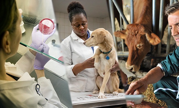 Pet wellness check